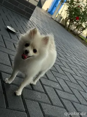 Pomeranian