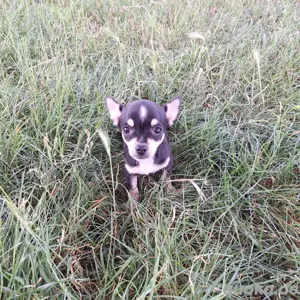 chihuahua welpen 