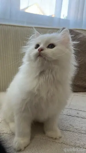 katze blh 