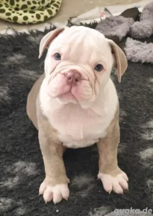 Tolle NEW ENGLISH BULLDOG Welpen suchen Lebensplatz - Familienhund!