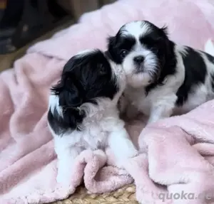 Shih tzu mini welpen