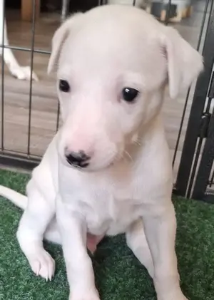 Whippet Welpen von Whippet Liebhabern