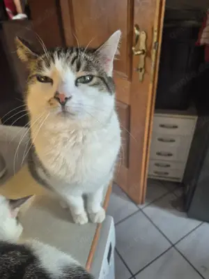 Europäische kurz Haar katze 4 Jahre  sterilisiert