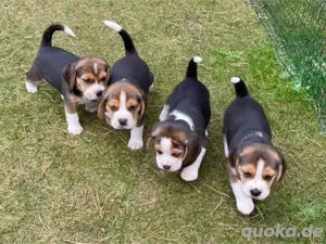 Beagle welpen
