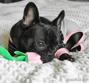 Französische Bulldoggenwelpen bereit für ein neues Zuhause