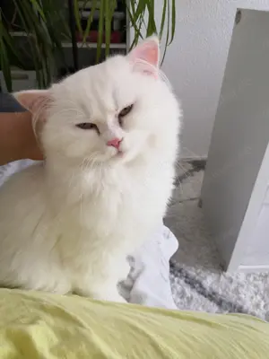 Süßer Kater zum Verlieben 8 Monate