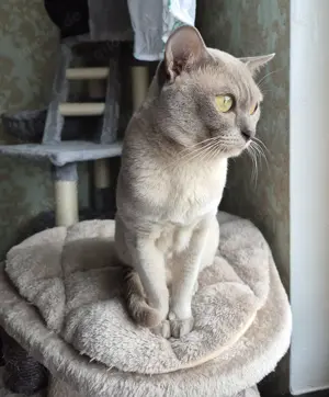Burma Deckkater mit Stammbaum