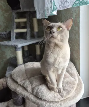 Burma Deckkater mit Stammbaum Bild 2