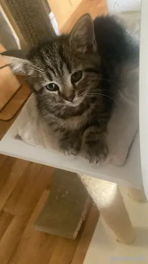 Britische kater kitten