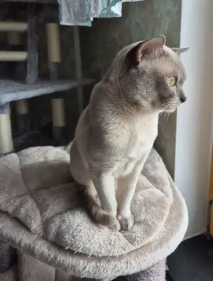 Burma Deckkater mit Stammbaum Bild 3