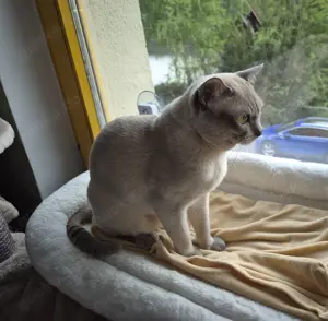 Burma Deckkater mit Stammbaum Bild 4