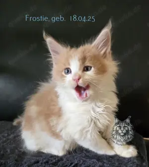 5 Maine Coon Kater mit Stammbaum 