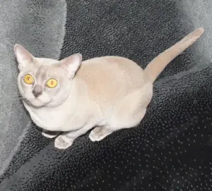 Burma Deckkater mit Stammbaum Bild 6