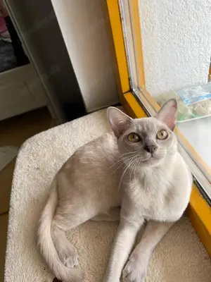 Burma Deckkater mit Stammbaum Bild 7