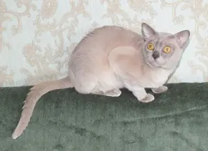 Burma Deckkater mit Stammbaum Bild 9