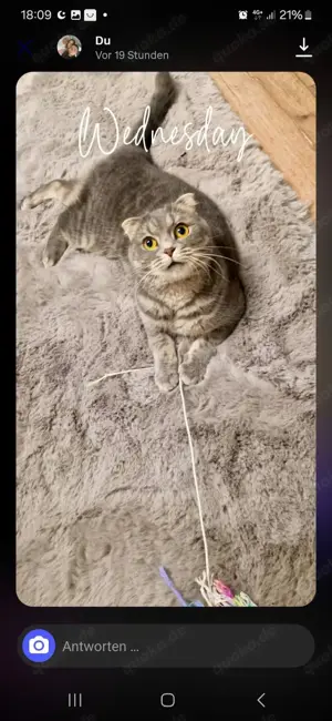 Katzen Mama Nala abzugeben
