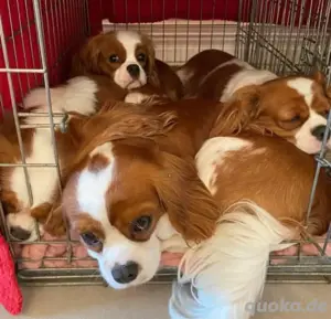 Cavailer king charles spaniel welpen