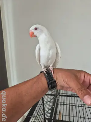 Halsbandsittich handsam