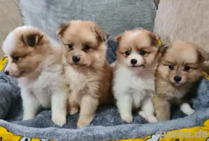 Pomeranian Zwergspitz x Sheltie Welpen 