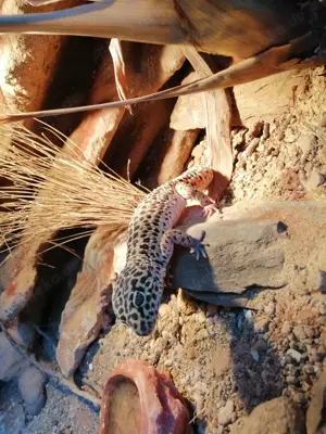 Leopardgeckos (Eublepharis macularius) nominal 1.0
