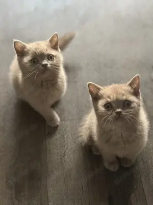 BKH Kitten fawn und Lilac reservieren 