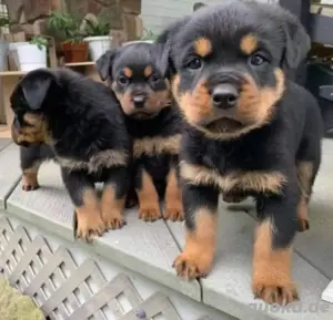 Rottweiler welpen