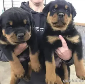Rottweiler welpen