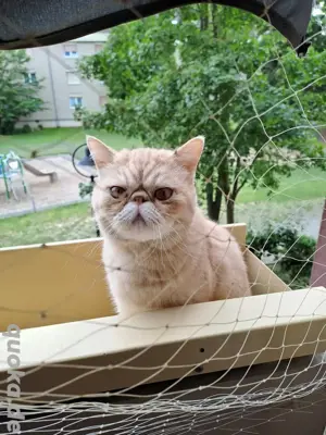 exotic shorthair Kater kastriert 