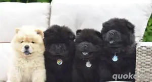 Chow chow welpen