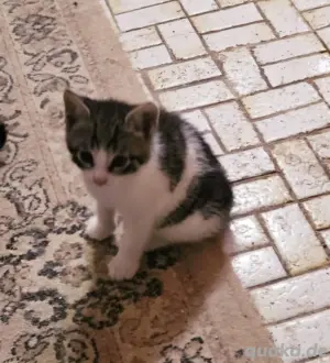 Gebe 3 Katzenkinder ab