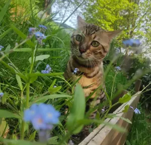 Bengal Kater sucht ein liebevolles zu Hause! 