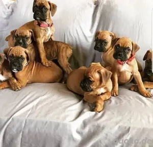 Boxer welpen