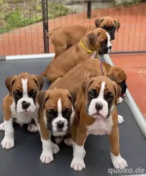 Boxer welpen