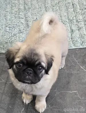 Mops Welpen 