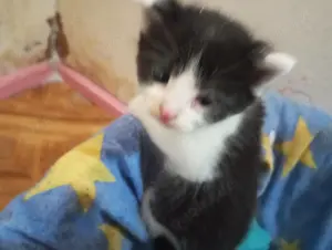 Baby-Katzen aus April Mai 2025 suchen...