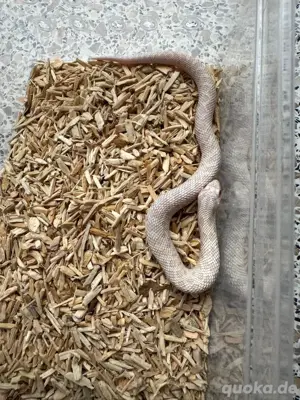 Heterodon nasicus - Westliche Hakennasennatter 1.0