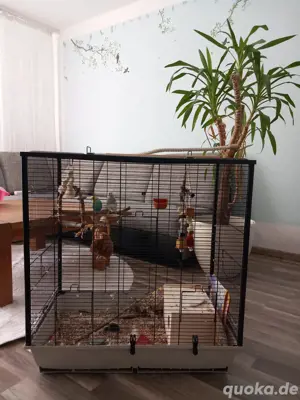 zwei ca 6 Monate alte Wellensittische suchen ein neues Zuhause mit Zubehör
