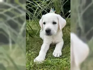 Labrador retriever welpen mit Ahnentafel!!