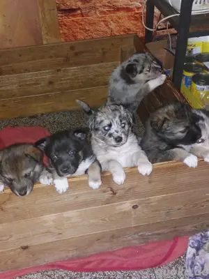 Australian Shepherd Husky Mix Welpen 