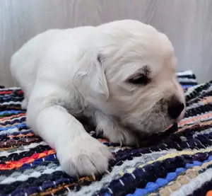 Golden Retriever Welpen - Familienzucht mit Herz 