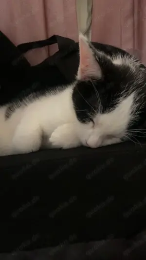 12 Wochen alter schwarz-weißer Kater (geb. 10.03.2025) sucht liebevolles Zuhause