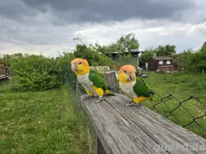 Weißbauchpapagei