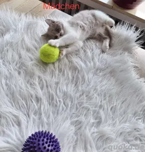 Bkh Reinrassige Kitten 