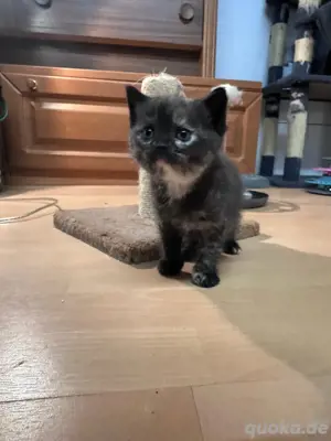 BKH Mix katzchen