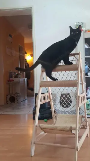 Cleopatra sucht ein Zuhause