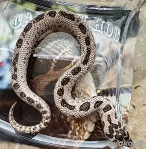 Heterodon nasicus - Westliche Hakennasennatter 1.0