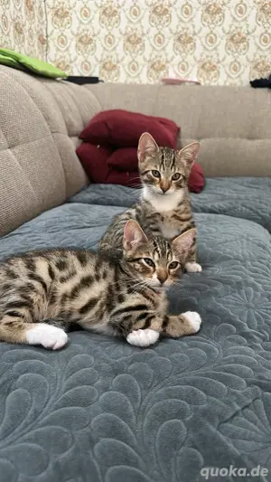 2 Bengal-Mix Kätzchen zu verkaufen   
