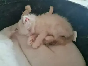 Reinrassige Ragdoll Kitten  