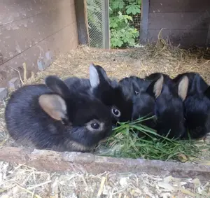 Zwergkaninchenbabys werden ab sofort abgegeben.