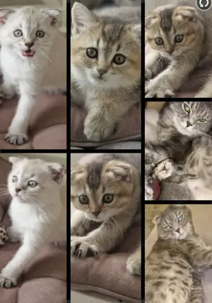 Kitten abzugeben Ende Juni 